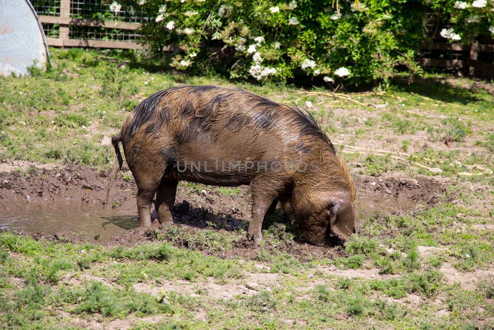 Large Oxford Sandy and Black rare breed pig in a muddy field by magicbones