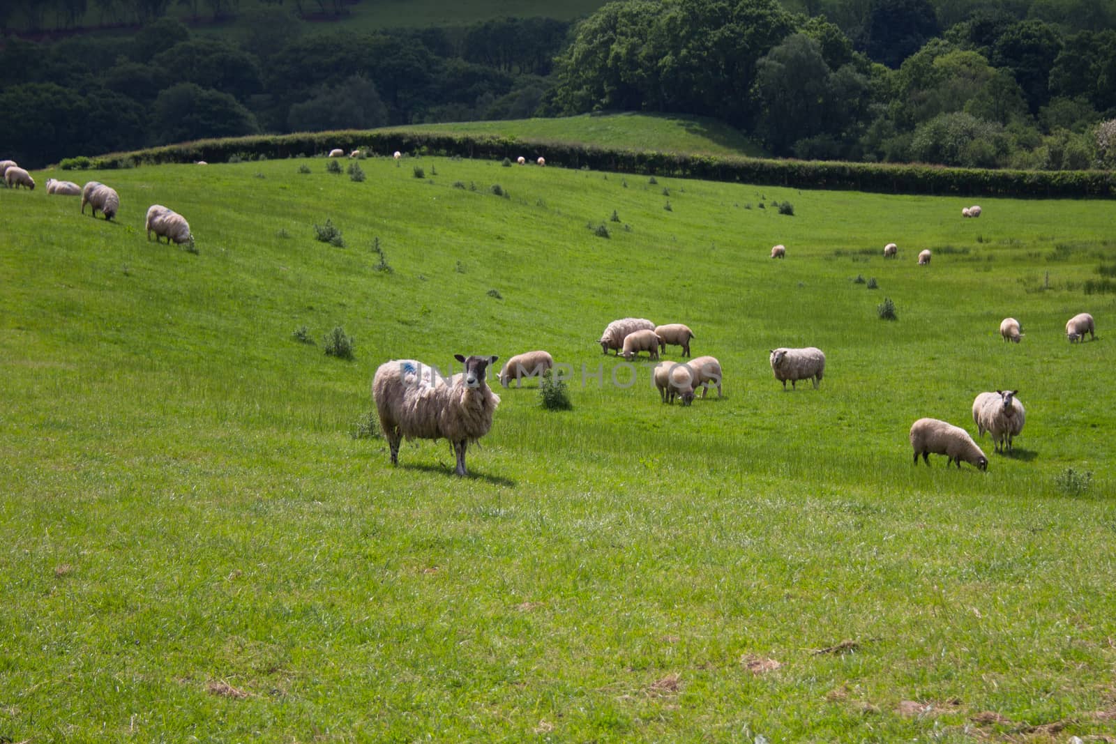 Sheep in Welsh field by magicbones