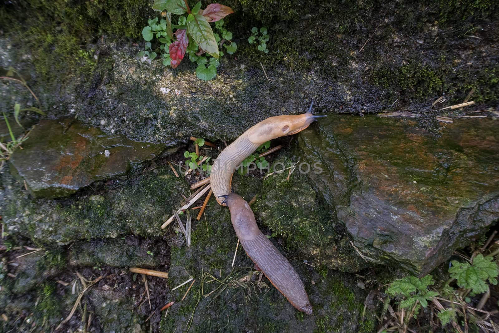 Two juvenile spanish slugs (arion vulgaris)