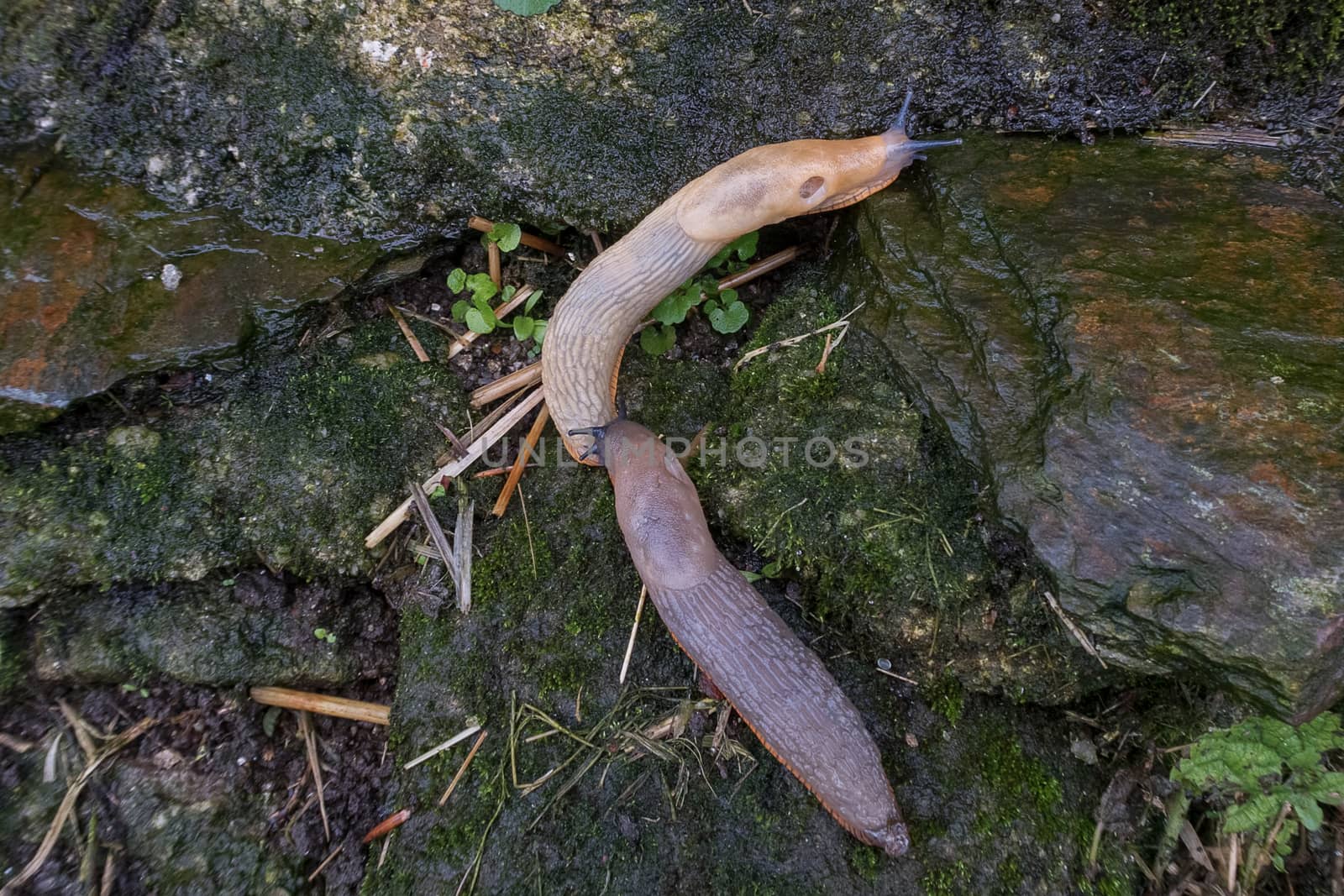 Two juvenile spanish slugs (arion vulgaris)