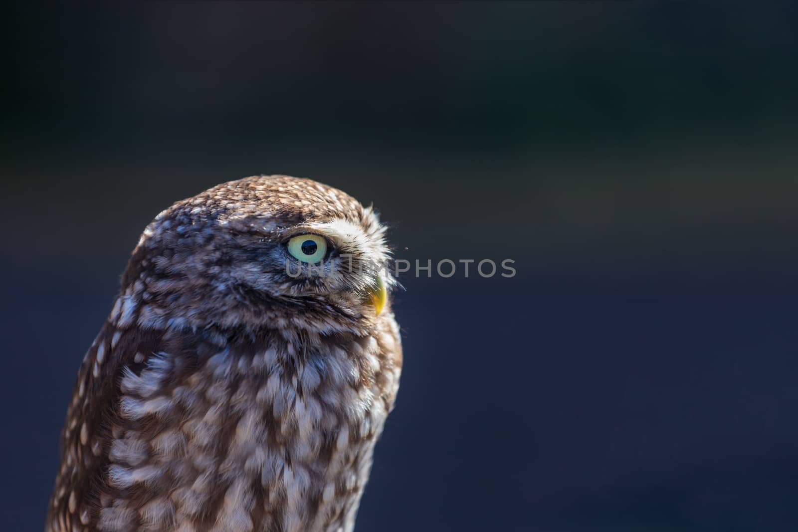 Little Owl by magicbones