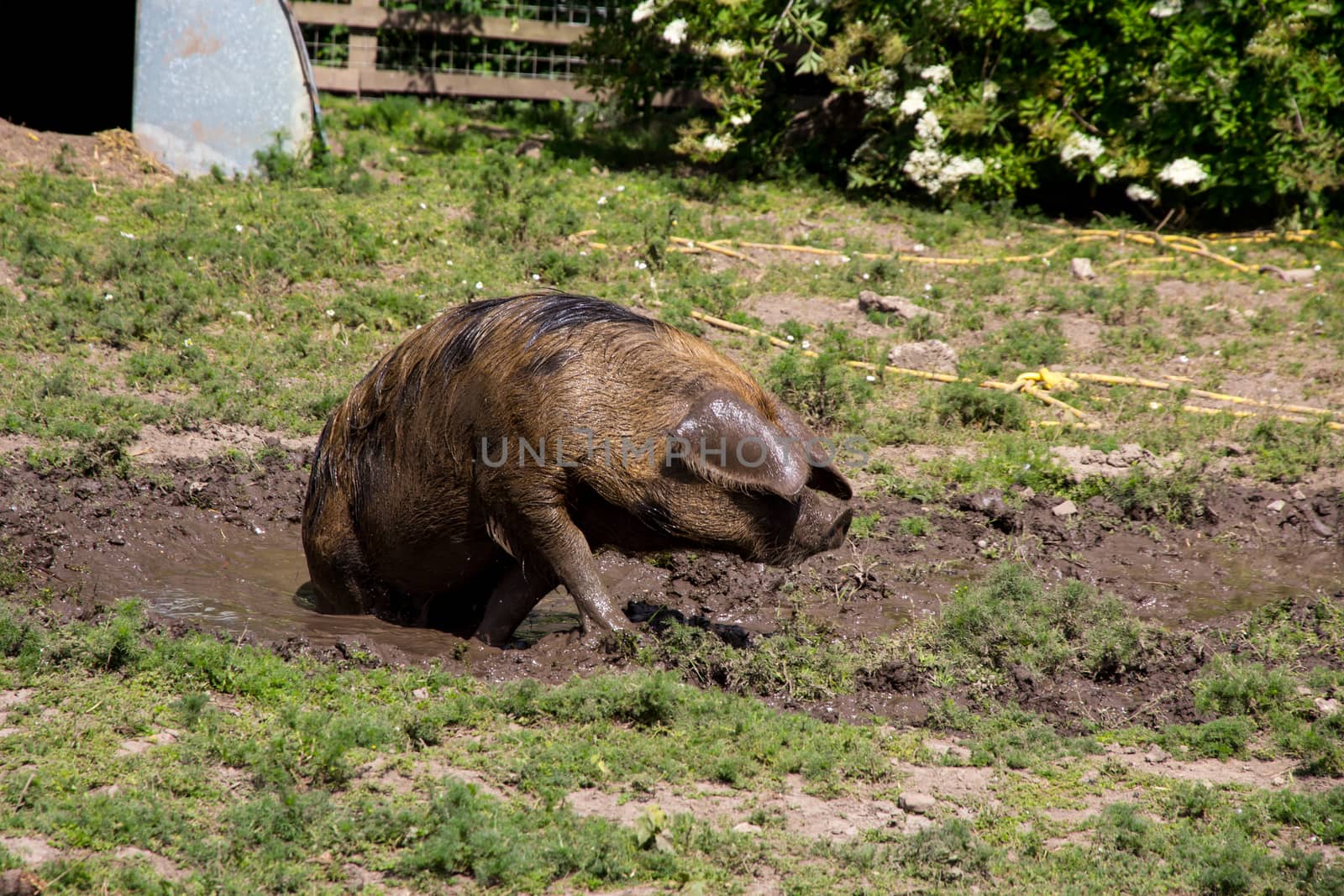 Large Oxford Sandy and Black rare breed pig in a muddy field