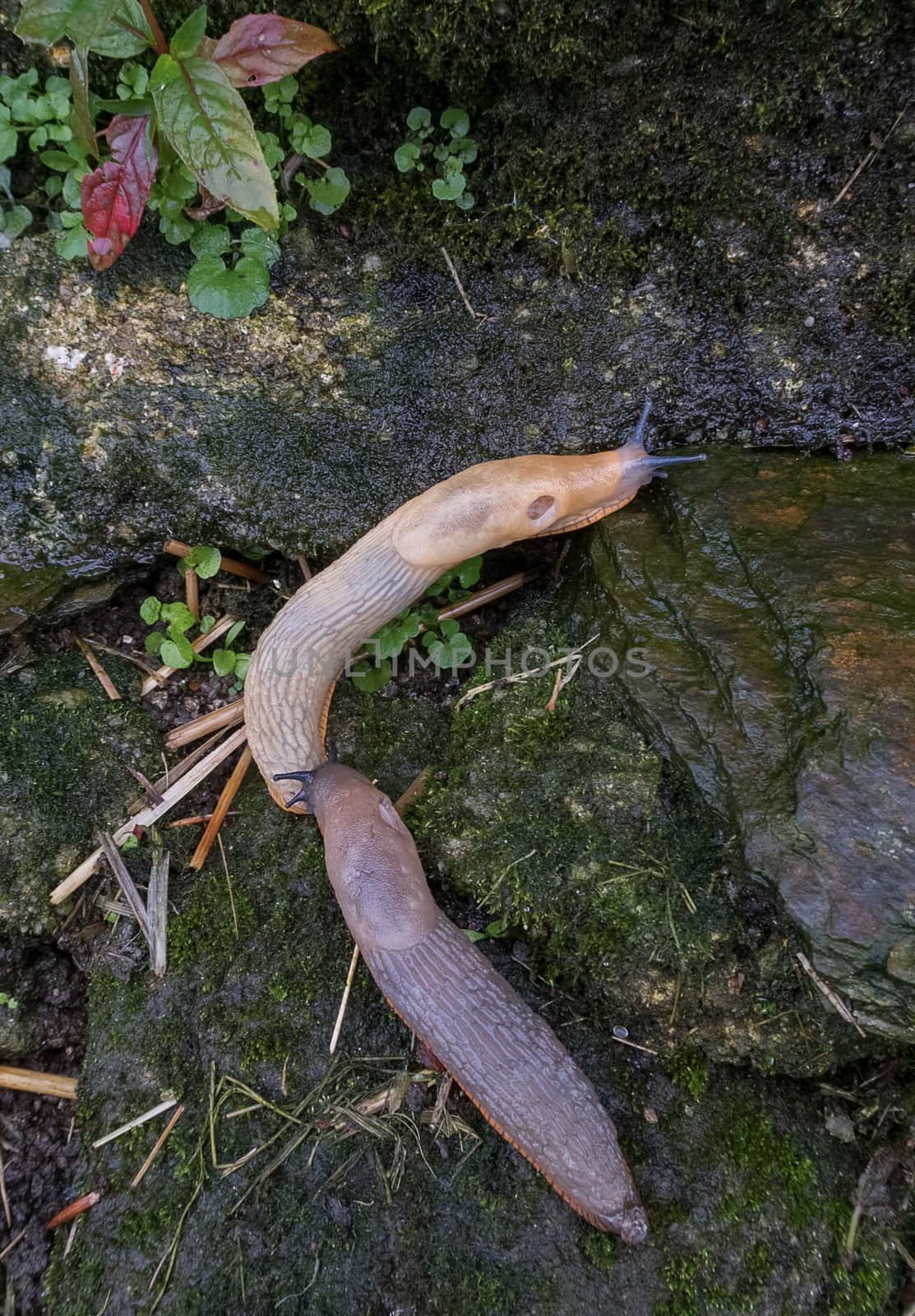 Two juvenile spanish slugs (arion vulgaris)