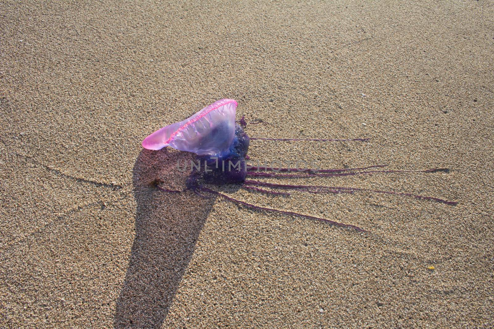 Portuguese Man of War on Treasure Beach, Jamaica