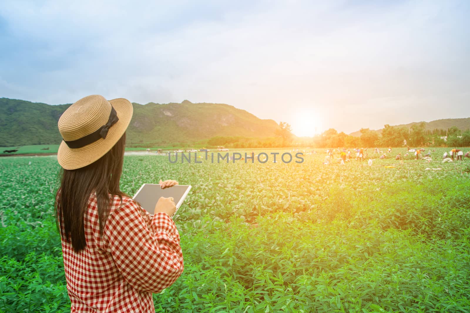 Tablet in the hands of farmers Vegetable farm with technology by sompongtom