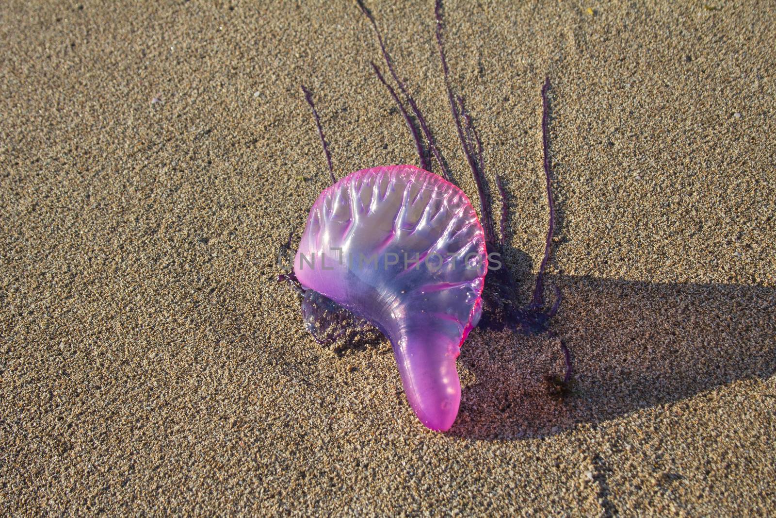 Portuguese Man of War on Treasure Beach, Jamaica by magicbones