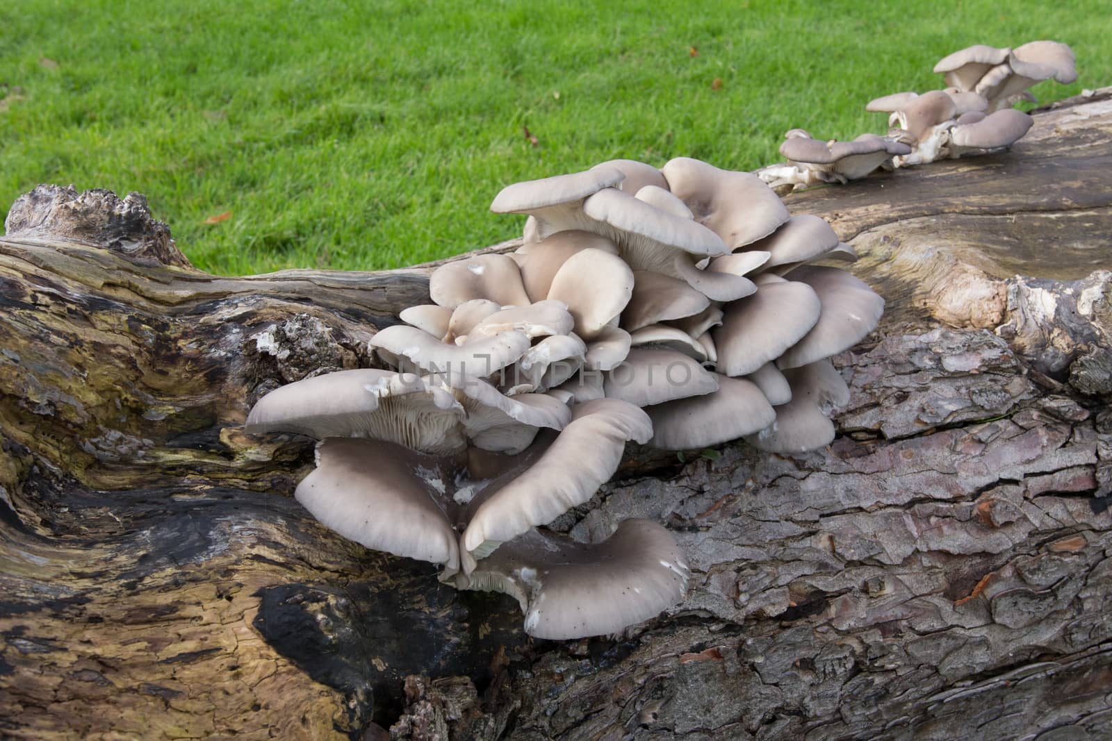 Wild mushrooms by magicbones