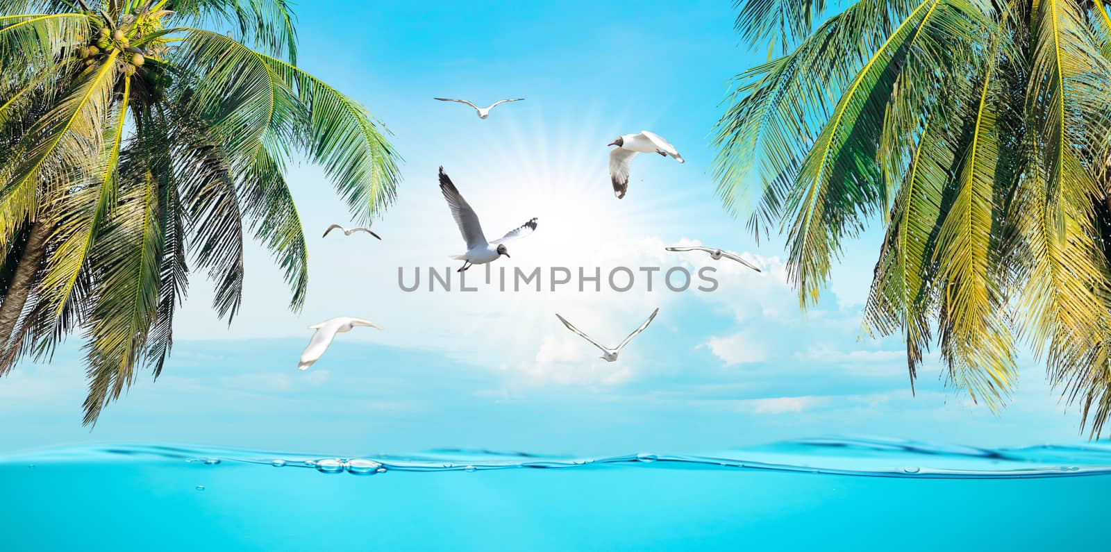 Bird Sea the beach clear water and sky coconut trees with relaxation by sompongtom