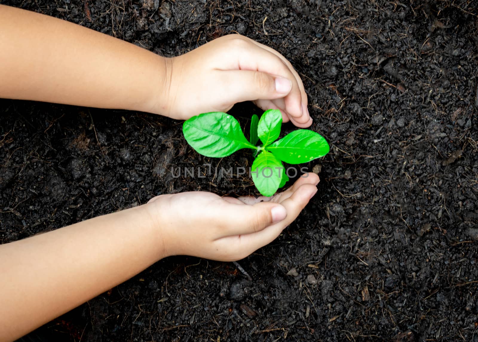 Ecology concept child hands holding plant a tree sapling with on ground world environment day