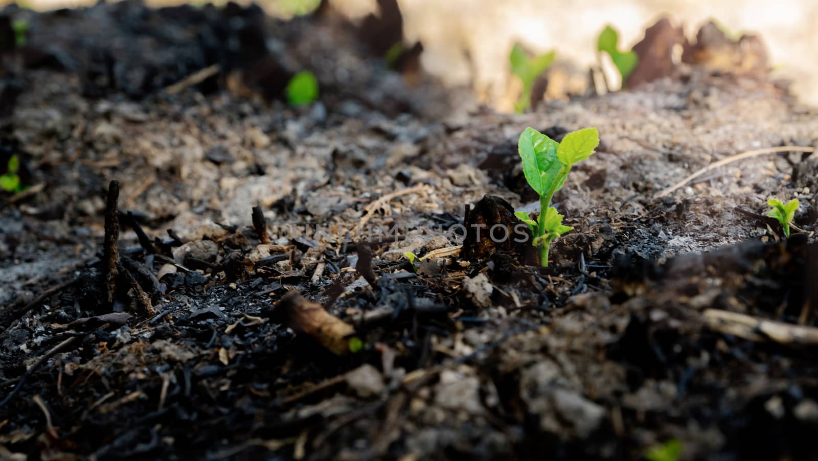 Ecology and environment tree growth in the forest area that is burned wildfire by sompongtom