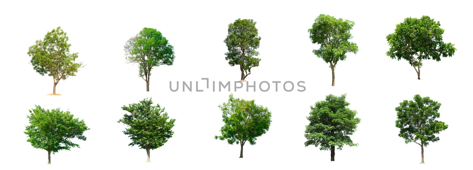 The collection of trees isolated trees on white background by sompongtom