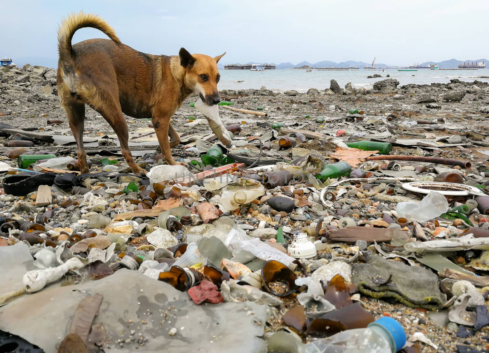 Garbage dog on the beach and the sea destruction environment pollution