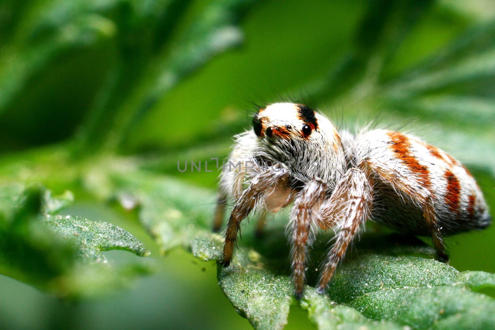 Jumping spider close up. Macro shot. Spider portrait. Spider with beautiful eyes close-up. Insect. High quality photo