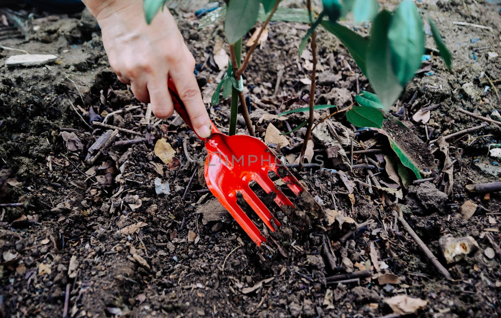 Human hand planted trees to protect the environment and ecological system by sompongtom