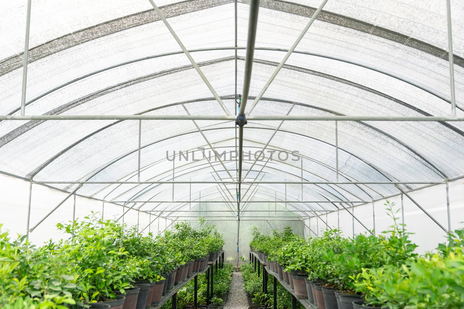 Nursery and tree farms the Insect protection