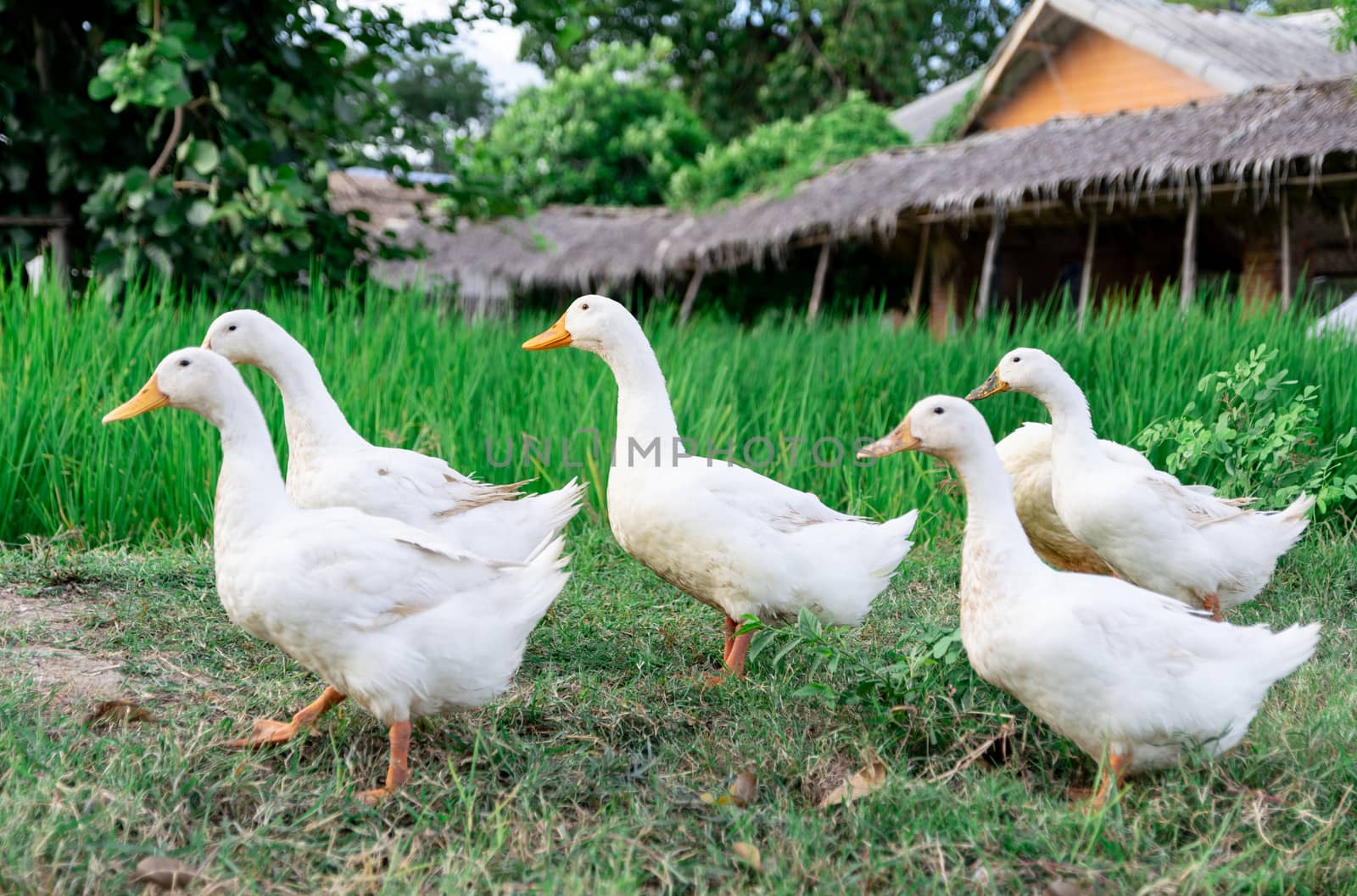 ducks many white a rice field background by sompongtom