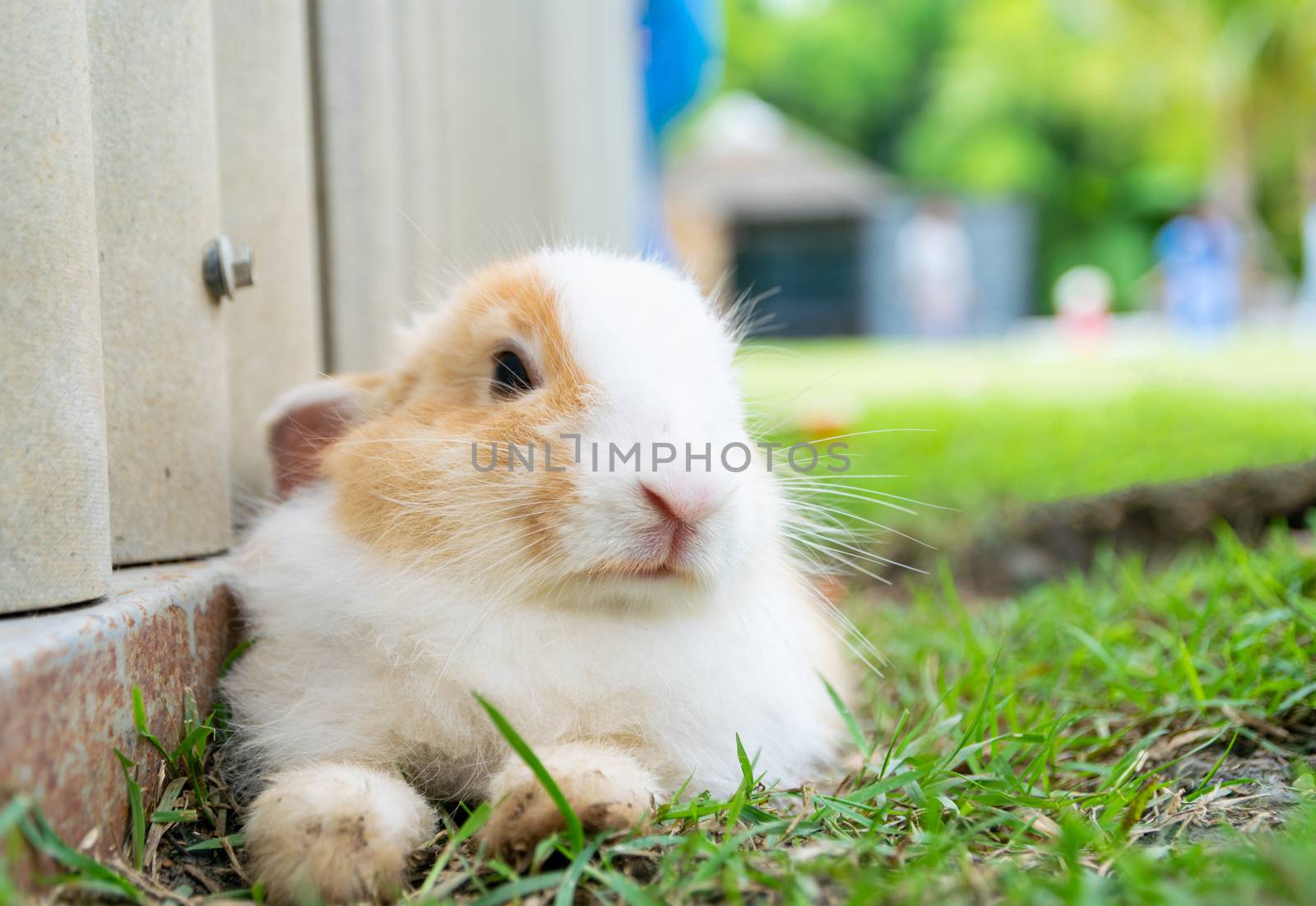 Rabbit lovely close up in the farm by sompongtom