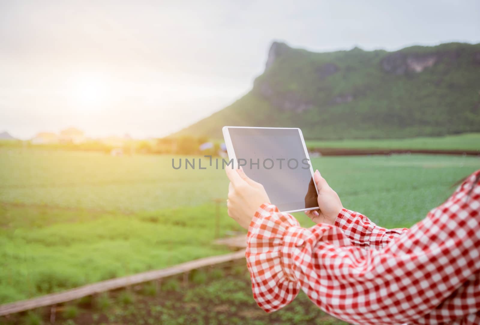 Tablet in the hands of farmers Vegetable farm with technology