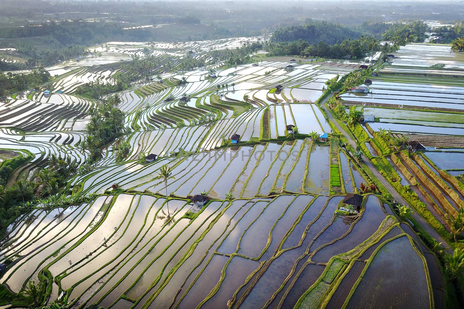 Aerial view of Bali Rice Terraces. The beautiful and dramatic rice fields of Jatiluwih in southeast Bali have been designated the prestigious UNESCO world heritage site.