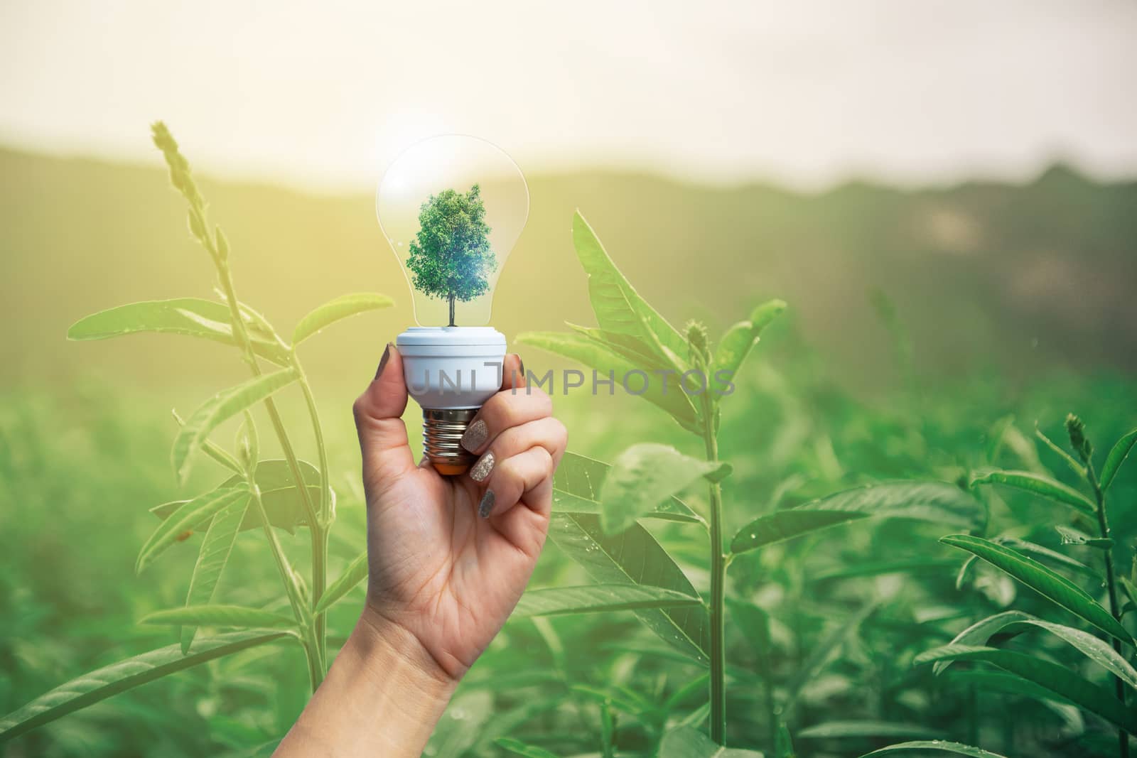 Environment and ecological concepts tree in the light bulb by sompongtom