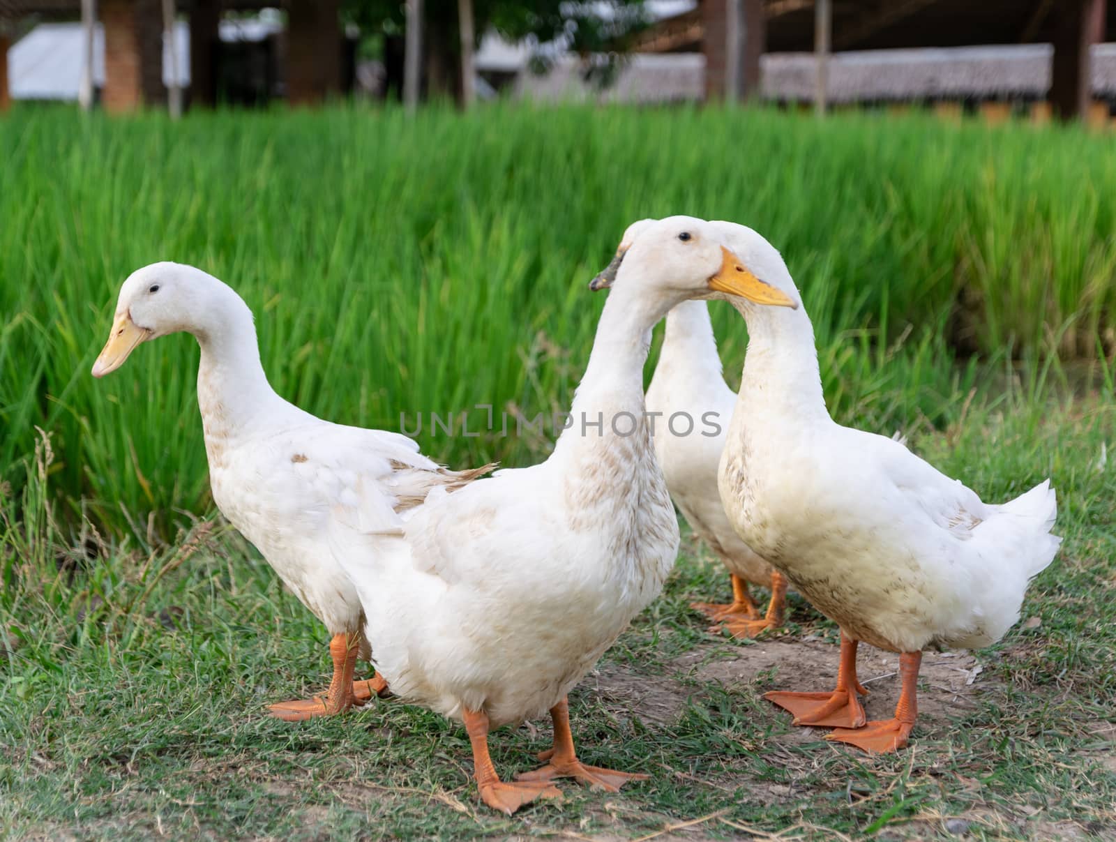 ducks many white a rice field background by sompongtom