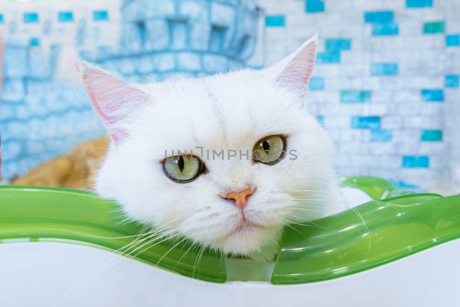 Cats in a beautiful room and cute fluffy cats