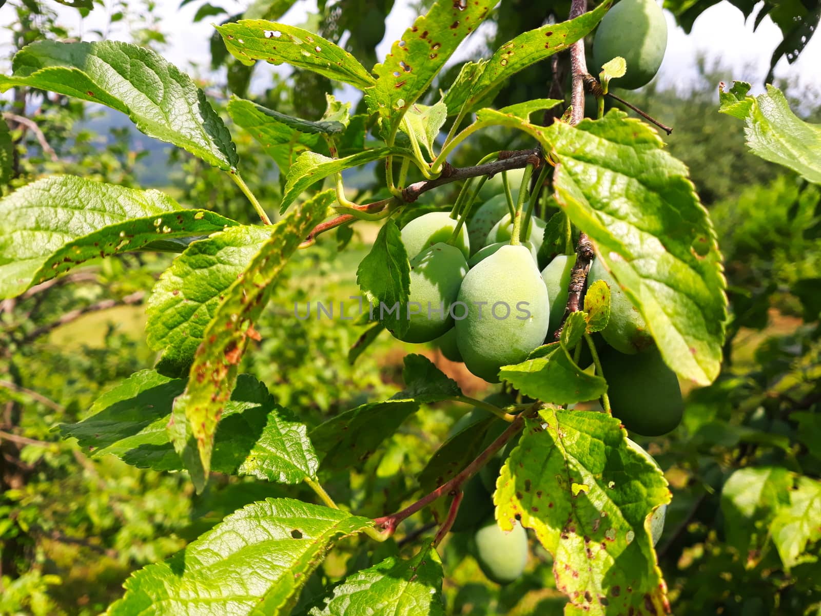 A group of green and unripe plums on a branch. Zavidovici, Bosnia and Herzegovina.