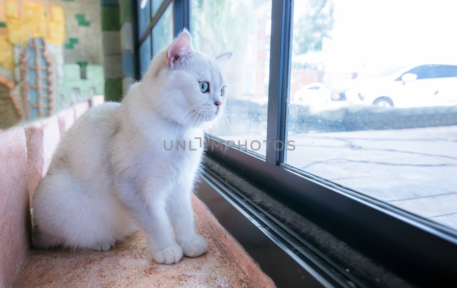 Cats lonely in a beautiful room and cute fluffy cats