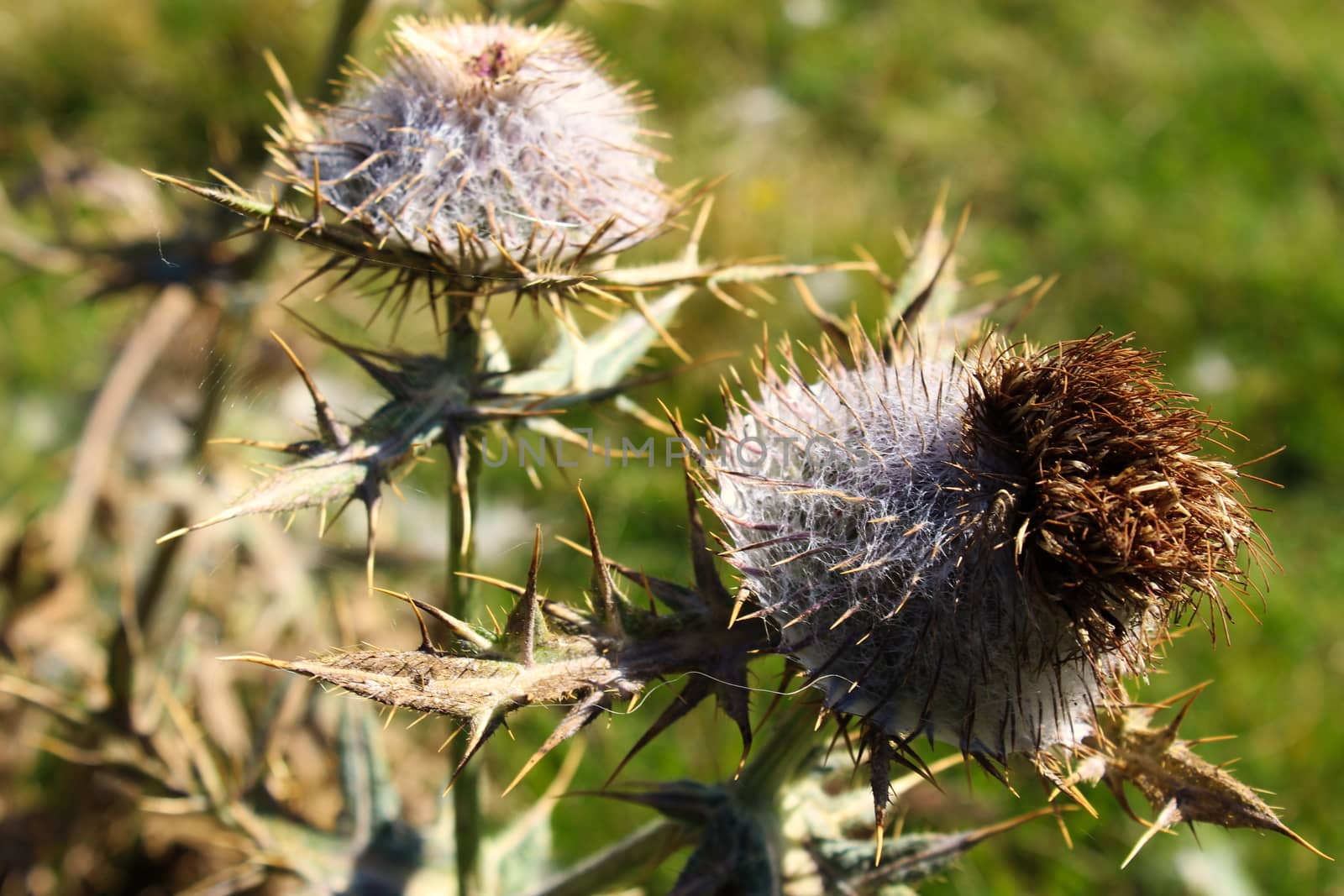 Flower head Thistle with sharp prickles. by mahirrov