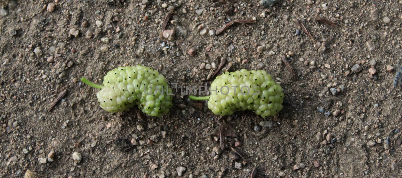 Banner. Two green unripe fruits of white mulberry on the ground. Morus alba, white mulberry. by mahirrov