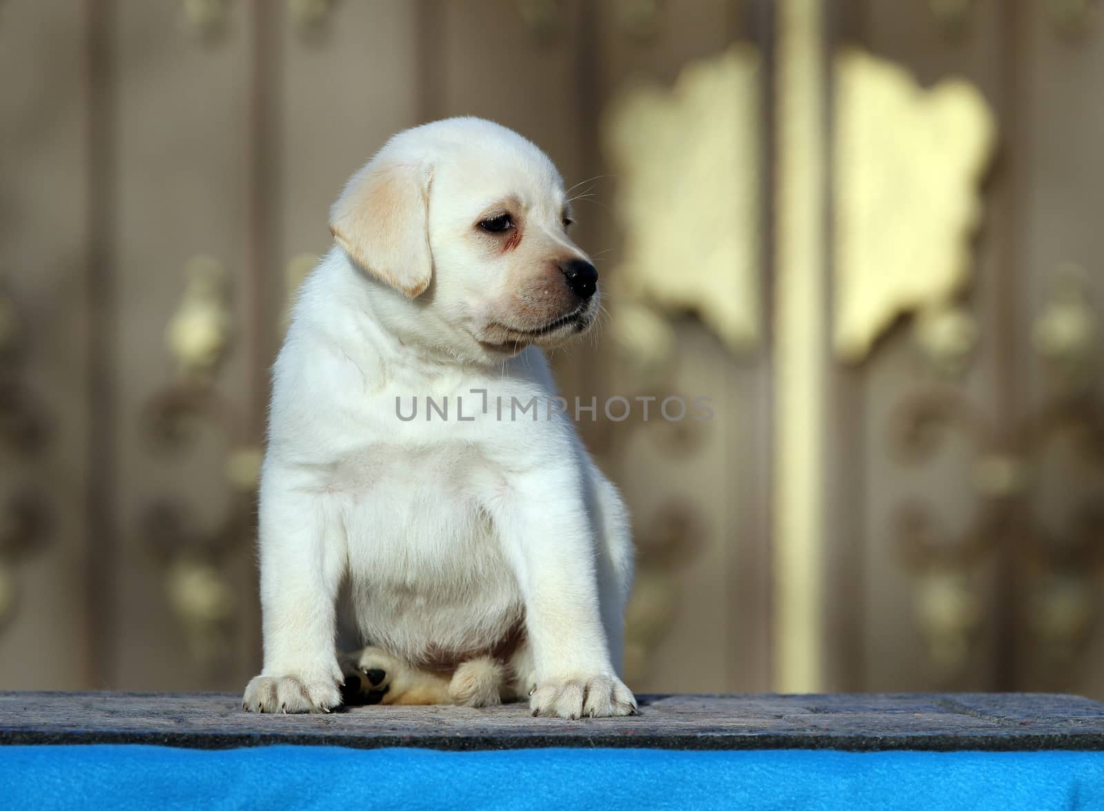 the nice yellow labrador playing in the park