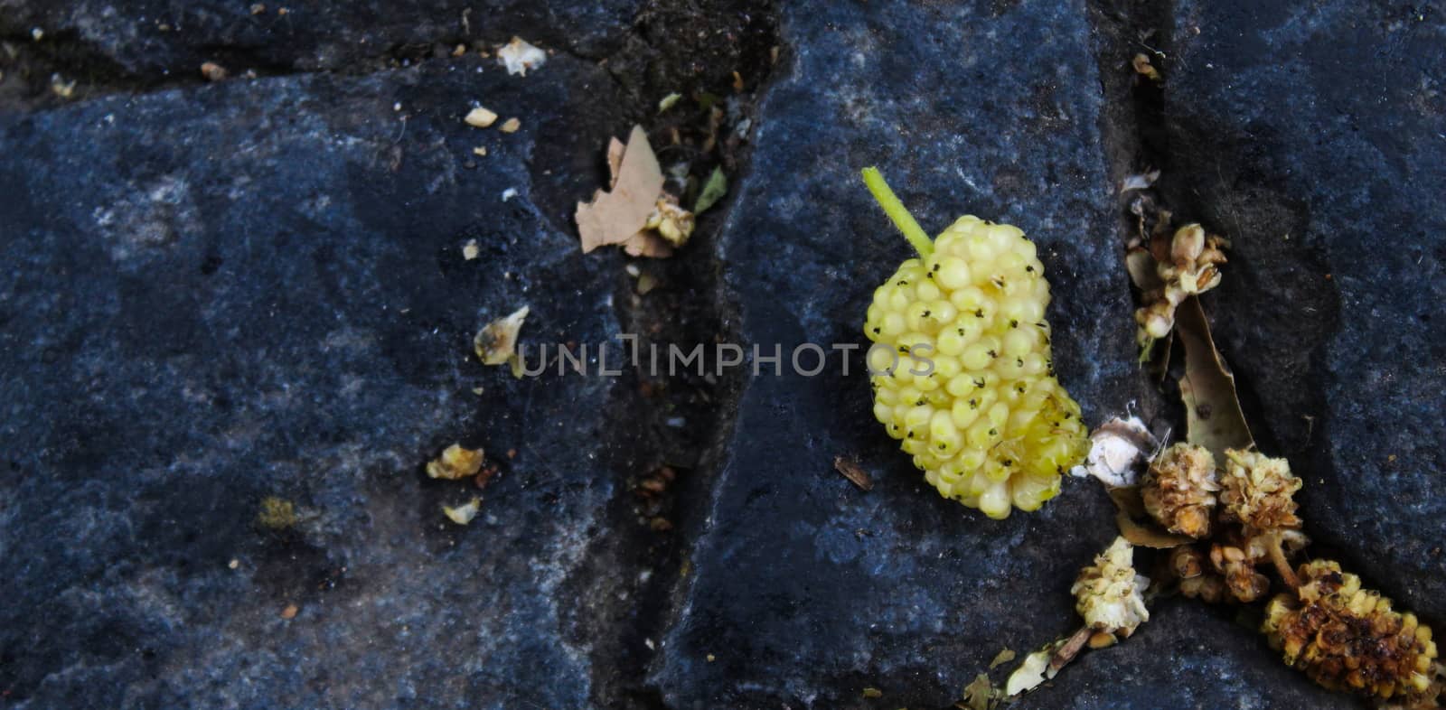 The fruit of a green white mulberry on a dark blue stone background. Morus alba, white mulberry. by mahirrov