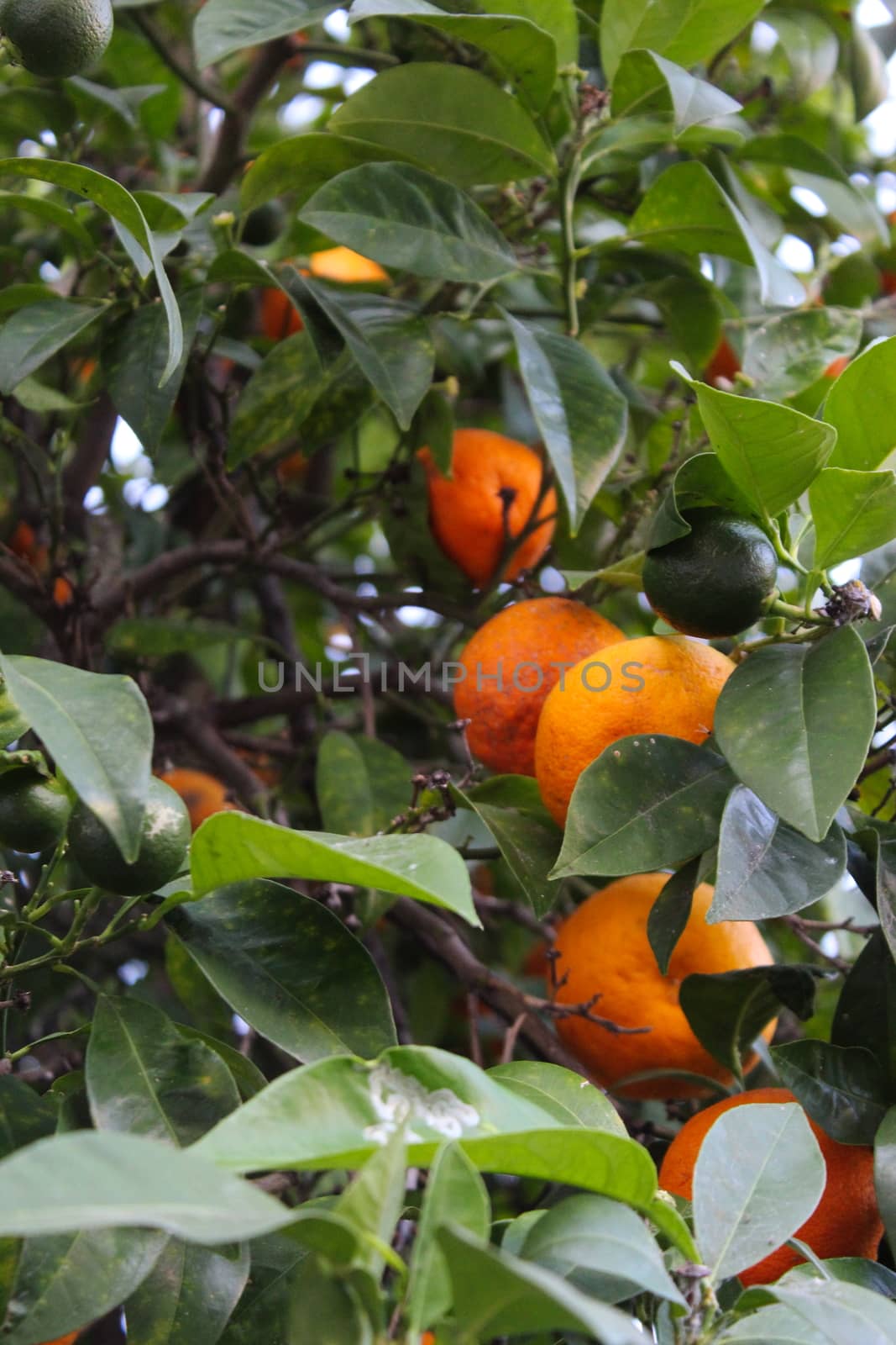 Green mandarins with ripe orange mandarins in the background on a branch. by mahirrov