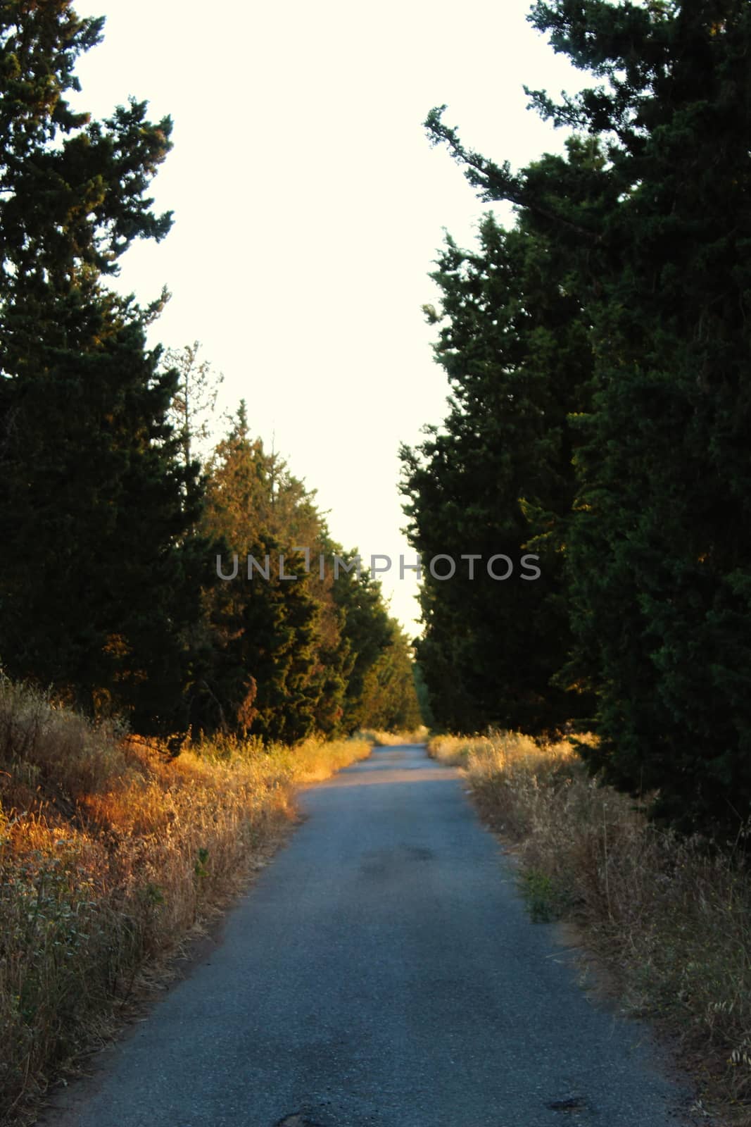 A road that goes straight, and has coniferous trees on the sides. by mahirrov