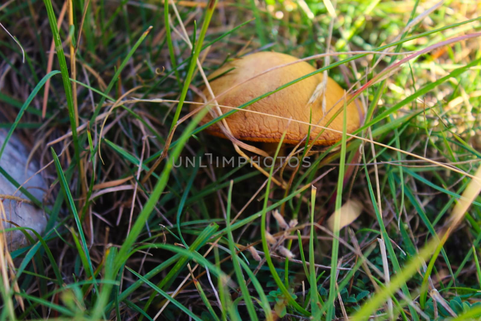 Brown mushroom growing in the grass. by mahirrov