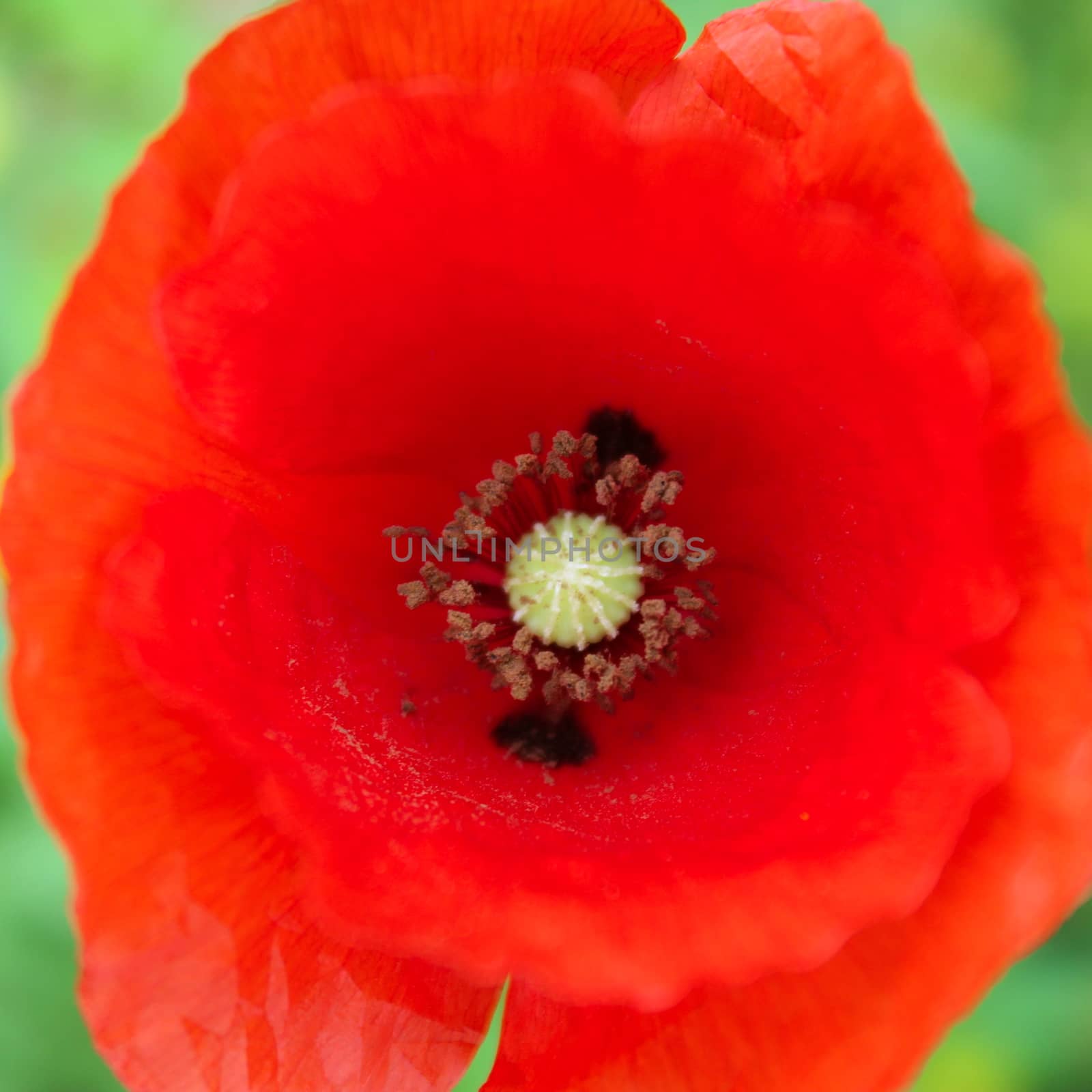 Close up of a red poppy flower. Beja, Portugal.