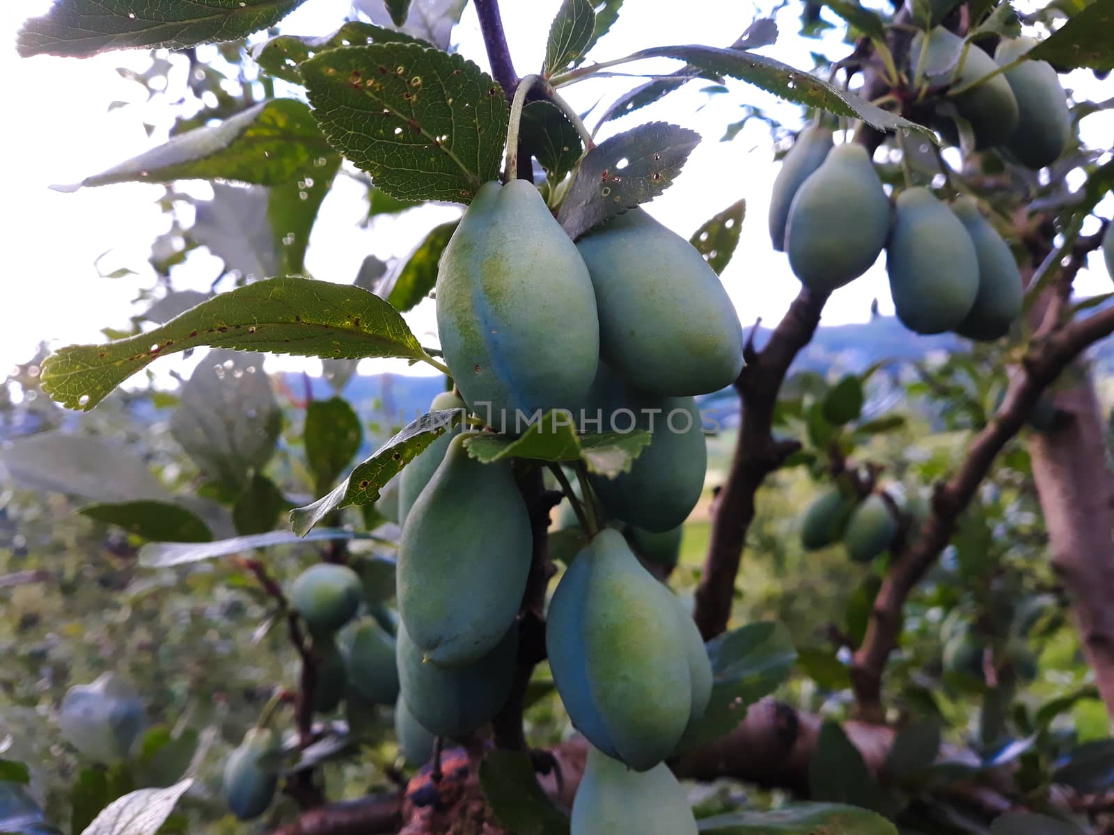 Plum fruit. Green plums on a branch, in a plum orchard. Zavidovici, Bosnia and Herzegovina.