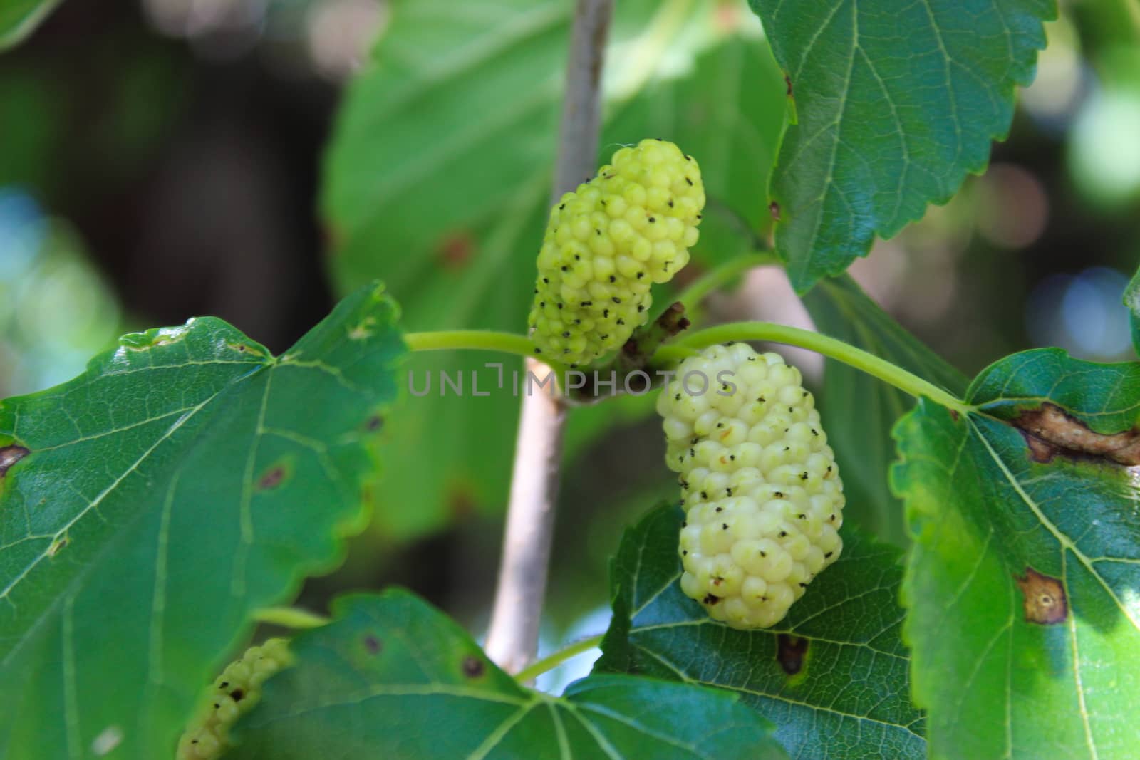 Close up of the fruits of ripe and unripe white mulberry on a branch. Morus alba as white mulberry. Beja, Portugal.