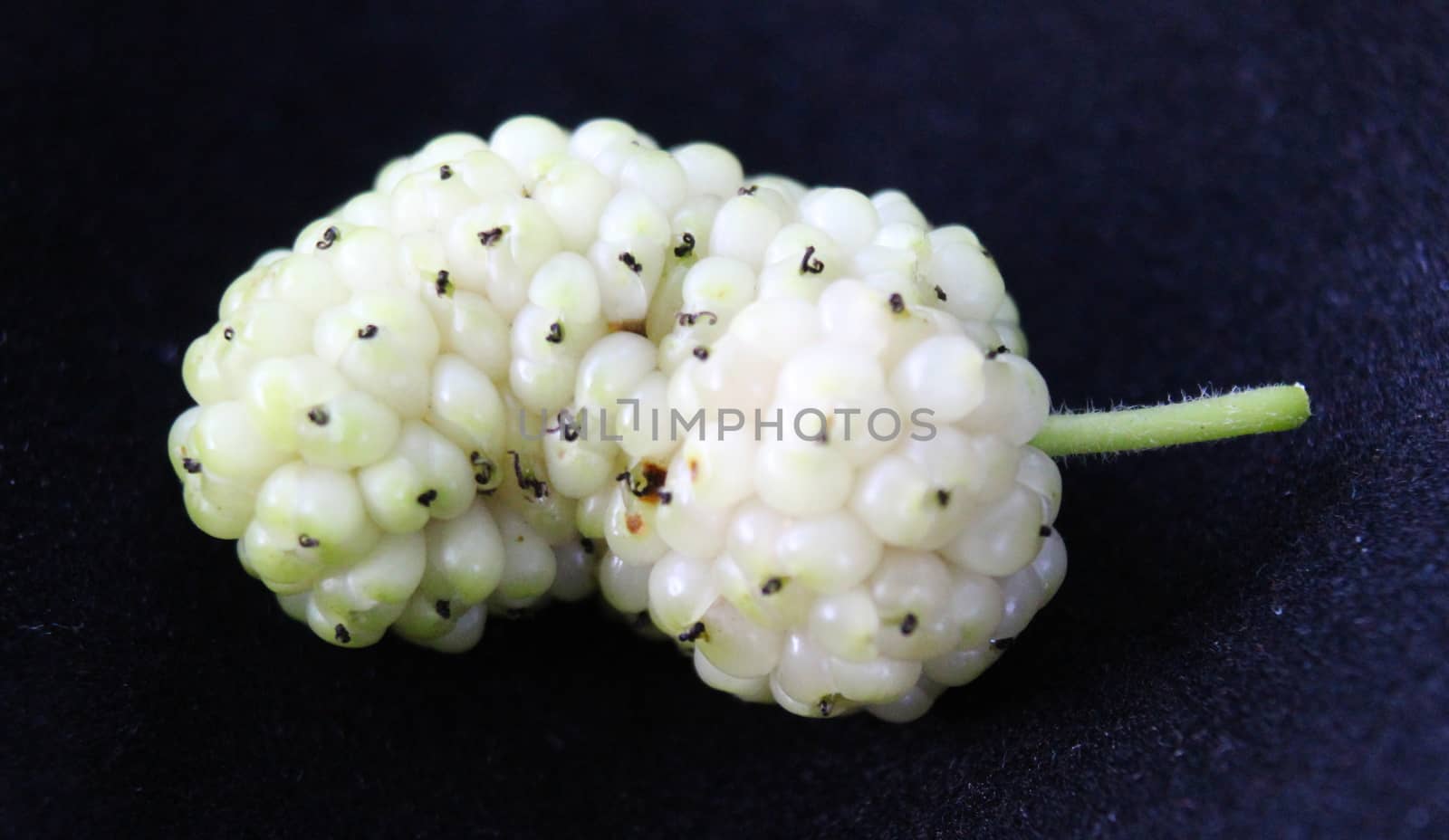 Morus alba, white mulberry. The fruit of the white mulberry. by mahirrov