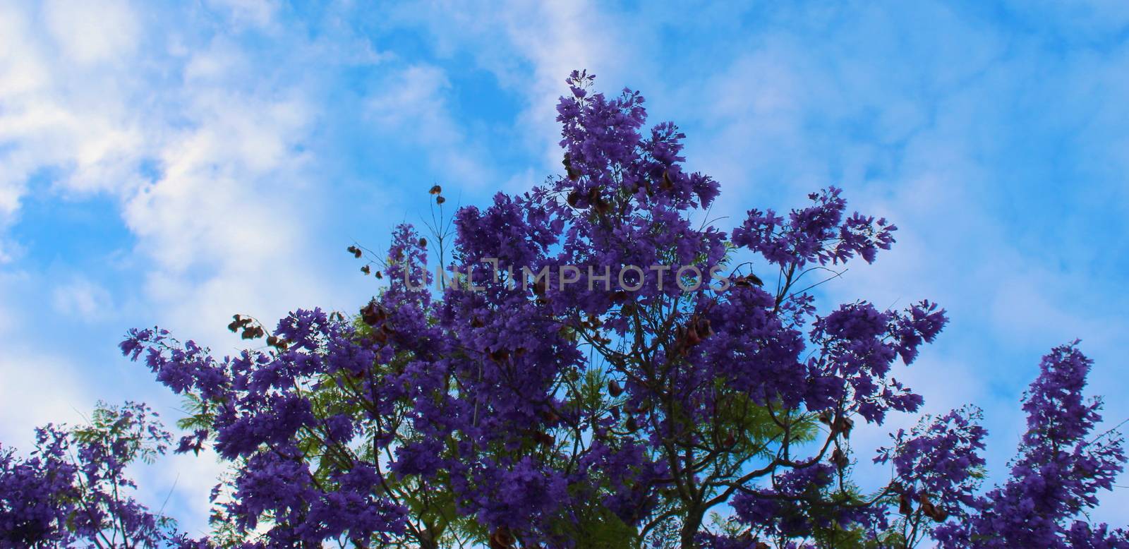 Jacaranda mimosifolia against blue sky with clouds, perfect composition of colors. Banner. Beja, Portugal.
