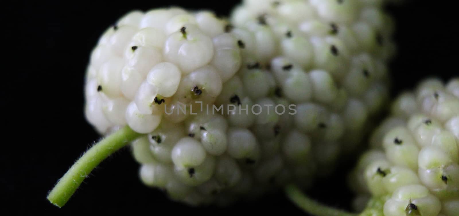 Macro of white mulberry fruit. Morus alba, white mulberry. On a black background. Beja, Portugal.