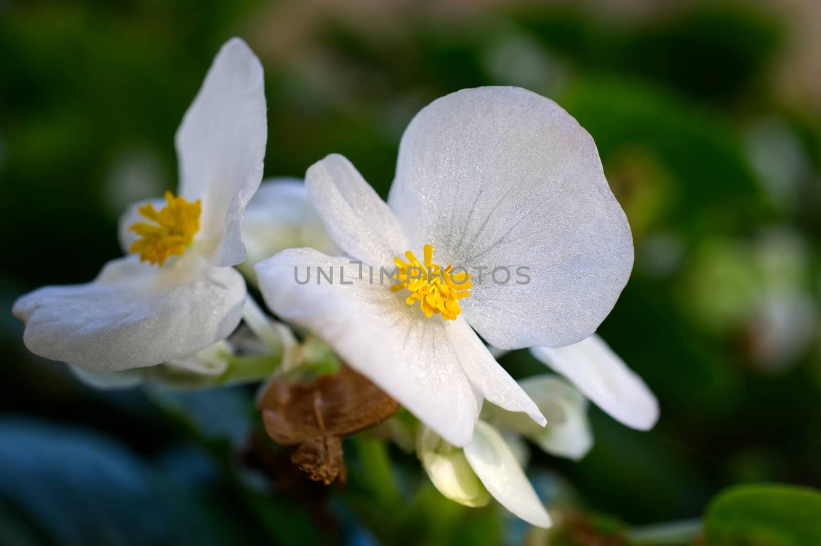 Delicate white and yellow summer flower, close-up flower photo