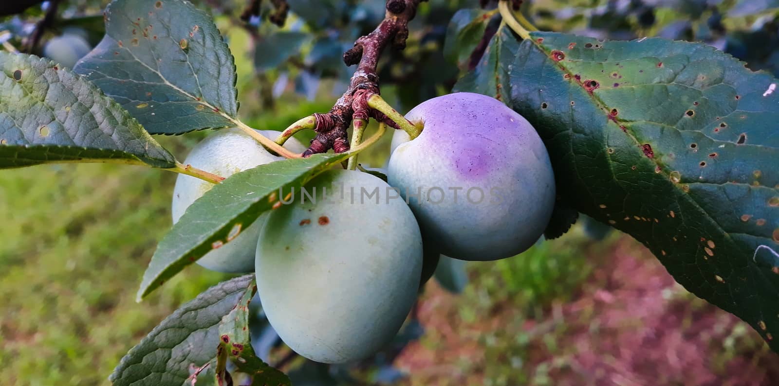 Green plums on the branch on which begins to appear blue. Zavidovici, Bosnia and Herzegovina.