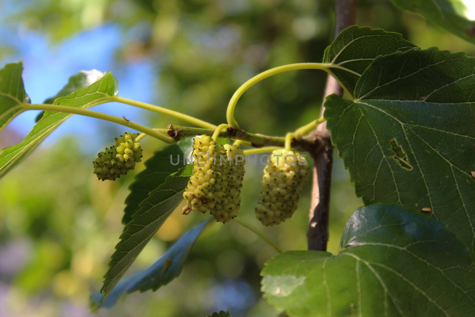 Close up of an immature white mulberry. Morus alba as white mulberry. Beja, Portugal.