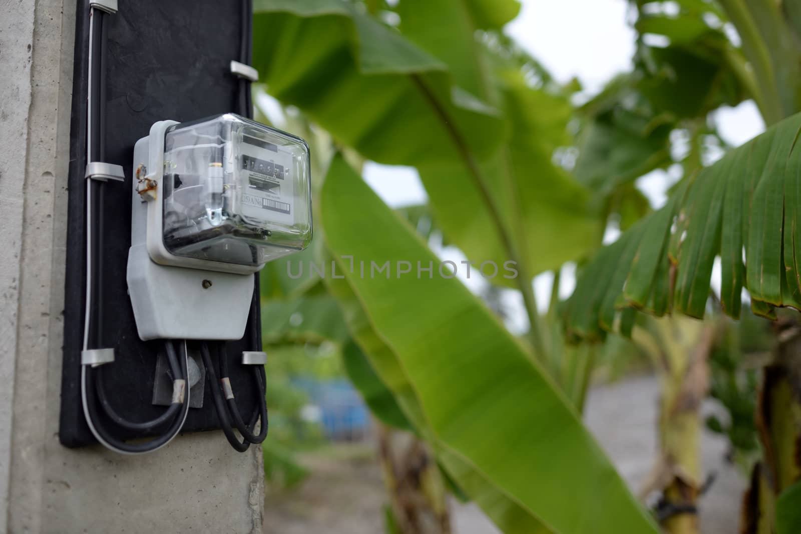 Close-up of electric meter photos With a banana tree as a blurred background