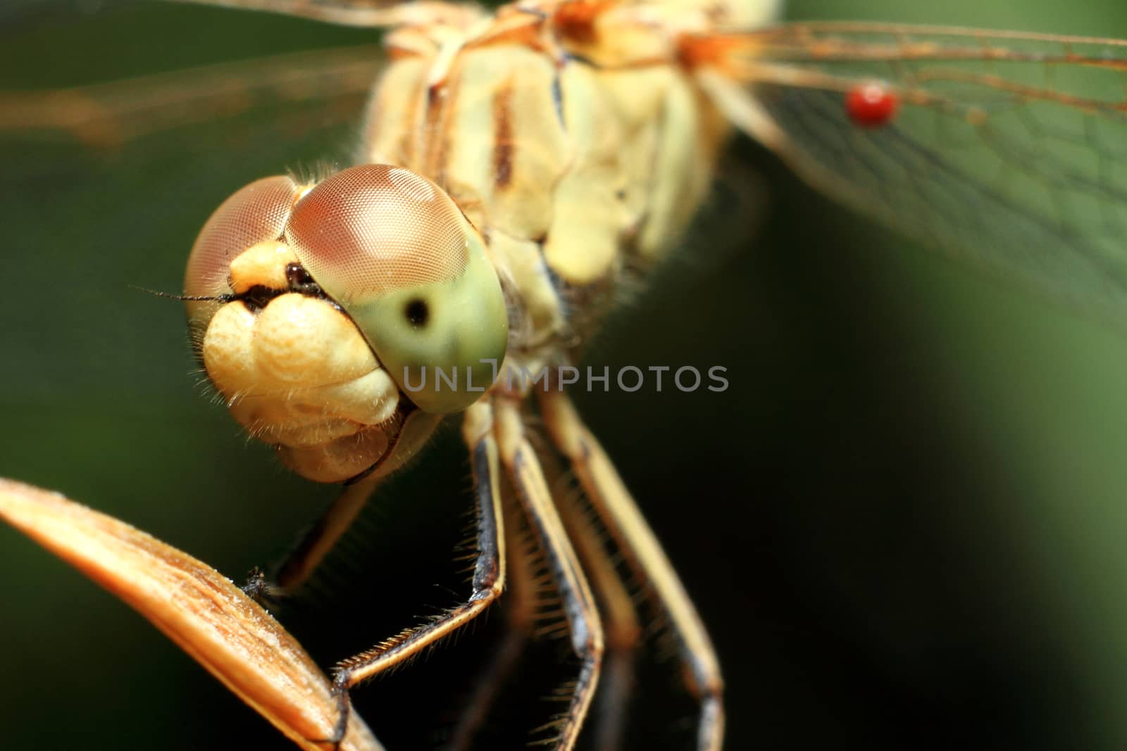 Macro shots, Beautiful nature scene dragonfly. Showing of eyes and wings detail. Dragonfly in the nature habitat using as a background or wallpaper.The concept for writing an article.