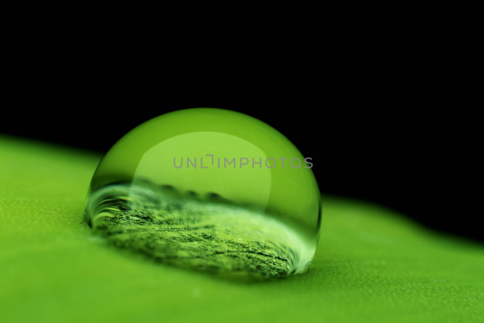 a drop of dew on a green leaf very close up. High quality photo