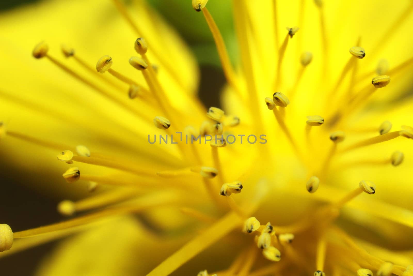 beautiful yellow flower close-up, pestle and stamen seeds. High quality photo