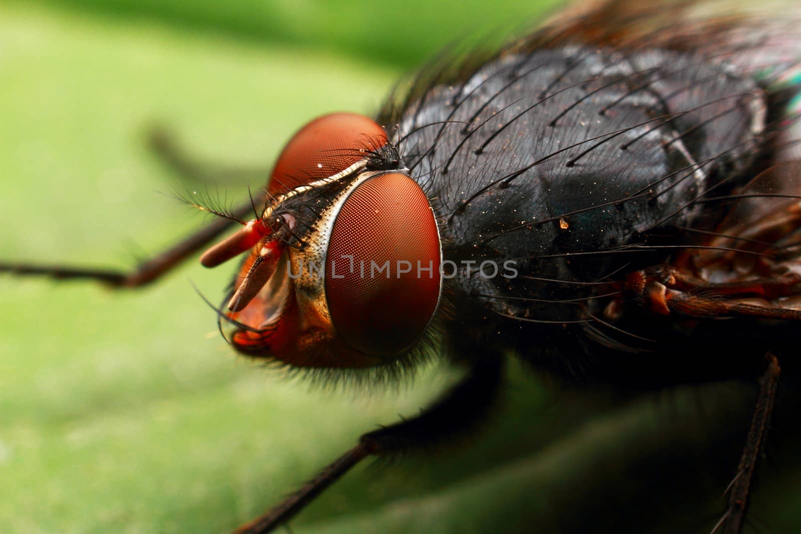 Fly with red eyes, small insect macro. The common green bottle fly is a blowfly found in most areas of the world. High quality photo