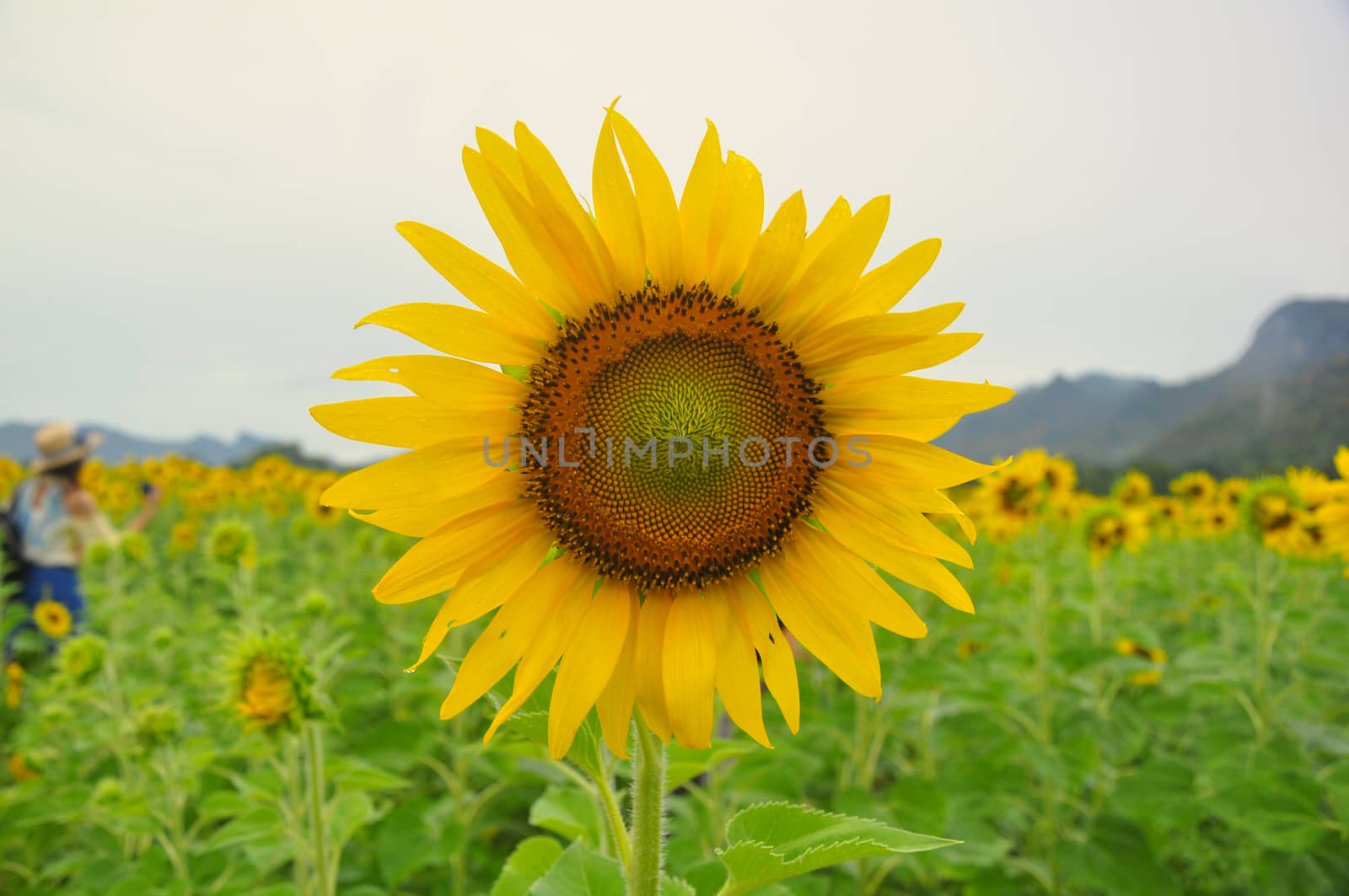 Large sunflower on field by hellogiant